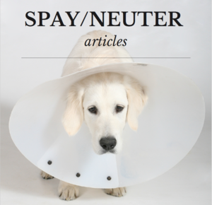 Important information on why I shouldn't automatically neuter my dog